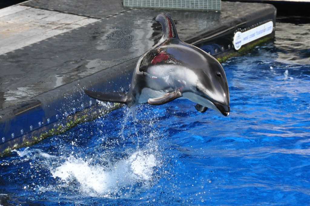Vancouver-vancouver-aquarium Dolphin jumps at the Vancouver Aquarium