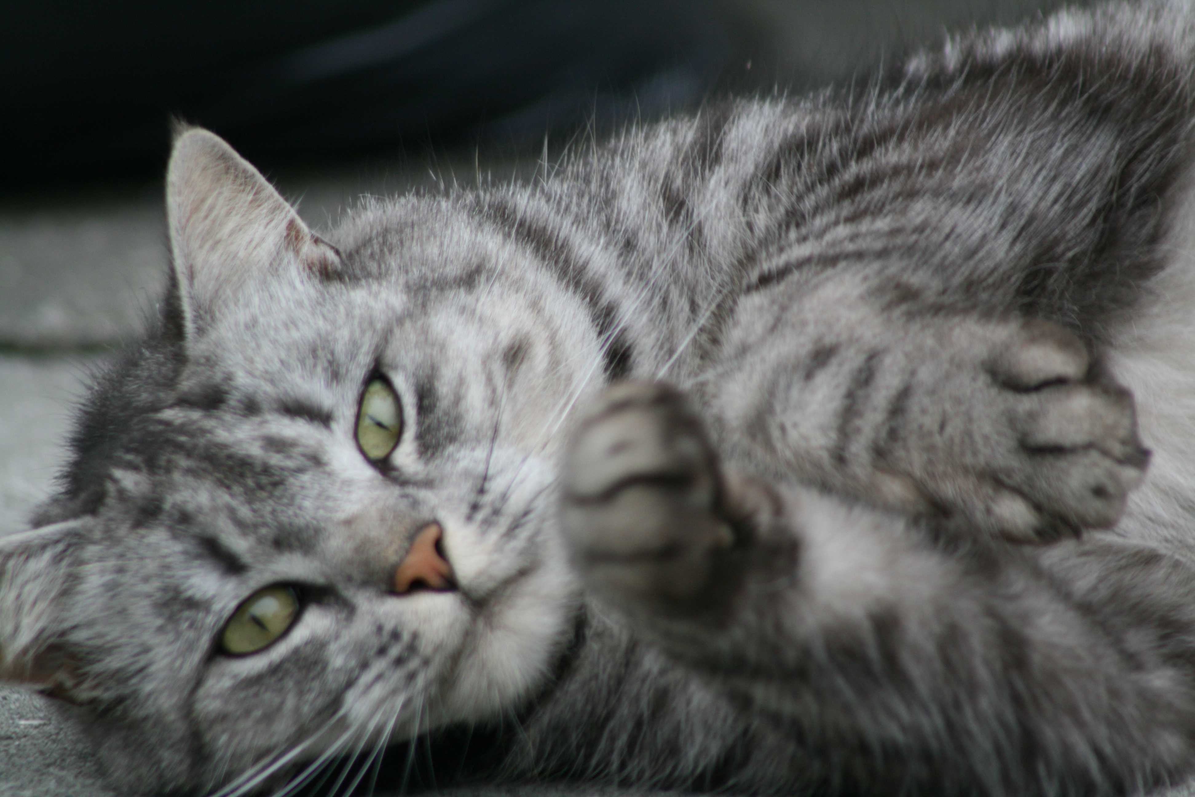 Cat lays down on the ground